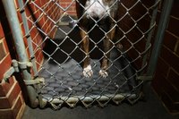 Every year, unwanted dogs are euthanized.