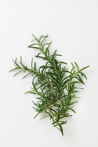 Grow rosemary for its flavorful leaf sprigs.