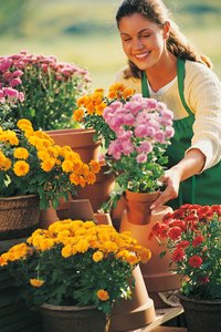 Cheery mums bring vibrant color to the fall garden.