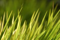 Not all plants that look like grass are members of Poaceae, the grass family.
