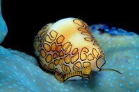 Snails live in both freshwater and saltwater aquariums.