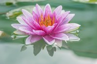 Close-up of waterlily in bloom