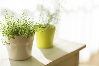 Houseplants growing in pots