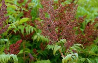 Poison sumac can be difficult to kill.