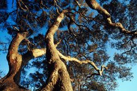 Live oaks are one of the few evergreen oak trees.