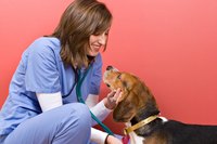 Vet examining dog in office.