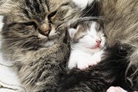 A mother cat uses her rough tongue to stimulate elimination.