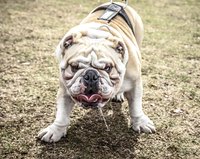 Bulldog drooling on field.