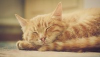 Sleeping cat on ground