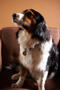 Senior dogs are usually more susceptible to weight gain.