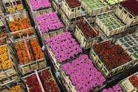 Crates of flowers crowd the floor of a Dutch auction house.