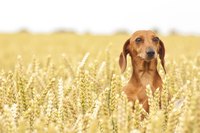 Regular exercise and a healthy diet will keep your miniature doxie fit and trim.