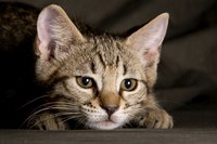 Small cat hiding beneath a blanket.