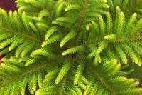 Evergreen contracts automatically renew unless specifically ended.