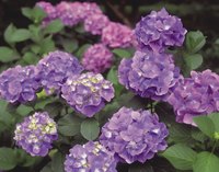 Hydrangeas are available in a wide range of cultivars.