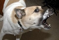 Dogs bark to defend their territory.