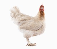 Big birds are more likely to suffer leg problems.