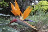 A bird of paradise plant growing in a backyard garden.