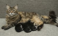 Cats learn to knead when they are nursing as kittens.