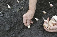 A gardener plants a row of garlic.