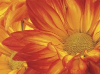 Mums are susceptible to fungal disease and insect infestations.