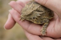 Horned toads are calm and gentle with no history of biting.