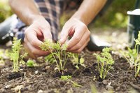 Close-up of man checking on plants in soil