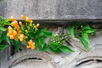 Trumpet vine growing on a concrete building.