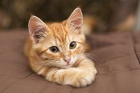 A tabby kitten lying on a bed.
