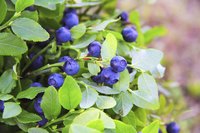 The first year after transplant, bushes may produce fewer berries.