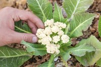 A small head of cauliflower growing in the garden.