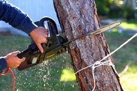 Removing smaller trees that you can easily access is a lower-cost, one-person job.
