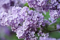 Close-up of lilac bush flowers