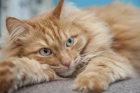 Although Chlor-Trimeton generally works well in cats, they're not big fans of its taste.