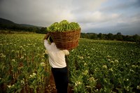 Immigrant farm labor often gets caught up in debt peonage.