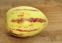 Once ripe, you can store a pepino in the refrigerator for three days.