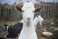 Adult male goats and unbred does require only annual combination vaccinations.