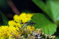Thread-waisted wasps, including mud daubers, are common in Minnesota.