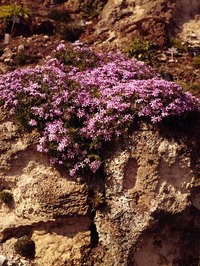 Phlox are among the creeping plants you can use as groundcovers.