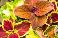 Coleus plants also are called flame nettles or painted nettles.