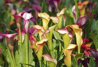 Calla lilies bloom in late spring or summer.