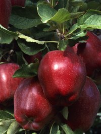 Bone meal is high is phosphorus, which promotes healthful fruit.