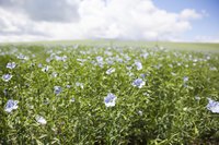 A field of flax plants.