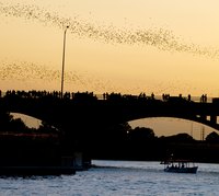 Huge flocks of bats depart from Congress Avenue Bridge every evening as the sun sets in Austin.