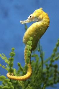 Your seahorse aquarium should have hitching posts to provide your fish resting options.