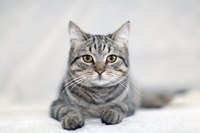Adult cat laying on carpet.