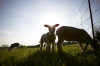 Closing gaps under a fence is important to stop animals from escaping.