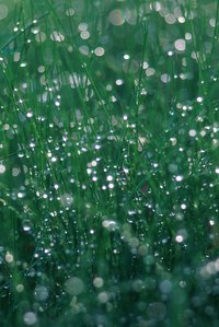 Water in your fertilizer after you apply it.