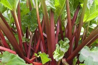 Rhubarb plant growing