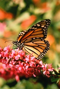 A butterfly garden kit contains supplies to grow and release butterflies.